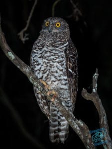 Mount Cootha's King: the Powerful Owl!