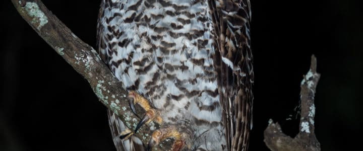 Mount Cootha's King: the Powerful Owl!