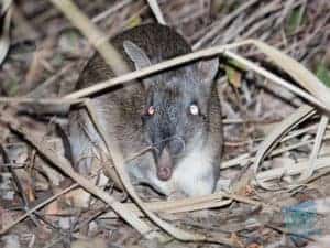 Bandicoot on Mount Cootha