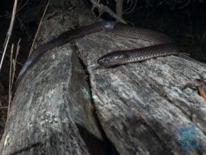 Small Eyed Snake on a log in the forest