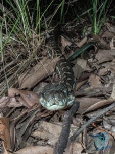 This is the McDowell Python. It's actually called a McDowell python