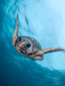 Green turtle descends from the surface at Julian Rocks