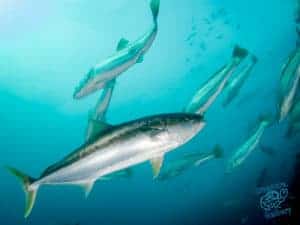 Kingfish hunting