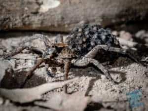 Wolf Spider mother with babies
