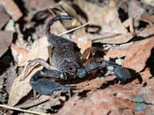 Scorpion in undergrowth