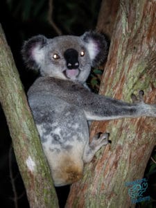Koala in a tree on Mount Cootha