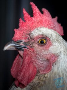 Chicken at the farm
