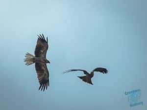 Wedge-tailed eagles