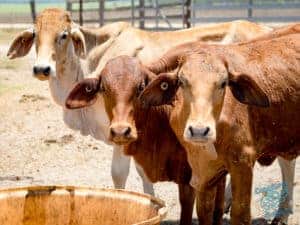 Cows at the farm