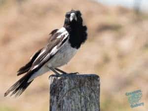 Magpie on a fence post