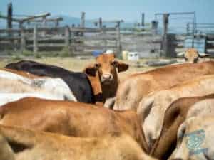 Cows on the farm eating from the trough