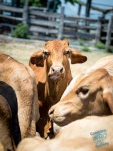 Cows on the farm eating from the trough
