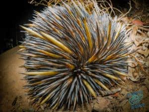 Echidna rolled up into ball on Mount Cootha