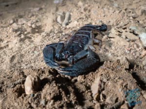 Scorpion uses all-terrain mode