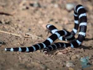 Bandy Bandy snake on Mount Cootha