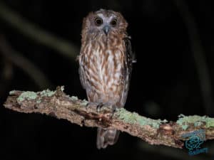 Barking Owl on Mount Cootha