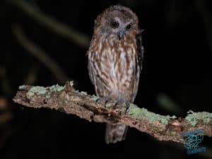 Barking Owl on Mount Cootha