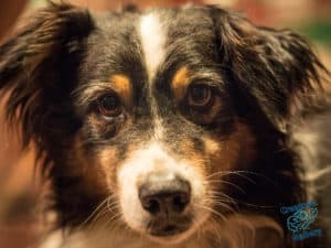 Dog's face