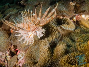 Lionfish at Shag Rock, Stradbroke Island