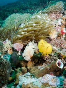 Christmas Tree Worms at Stradbroke Island