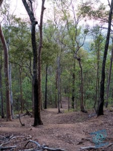 Trees at Mount Cootha