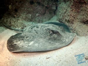 Bull Ray on sand at Julian Rocks
