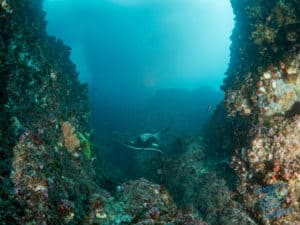Bull Ray in trench at Julian Rocks