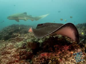 The bull ray and leopard shark go for the finish line in the race