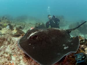 Bull Ray and Justin