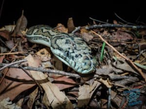 McDowell's Carpet Python