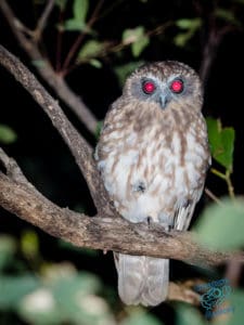 Barking Owl on Mount Cootha