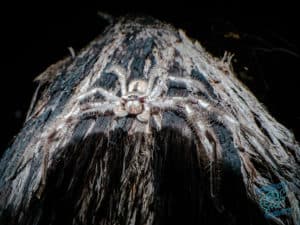 Hairy huntsman spider on tree