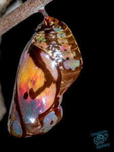 Butterfly chrysalis on Mount Cootha