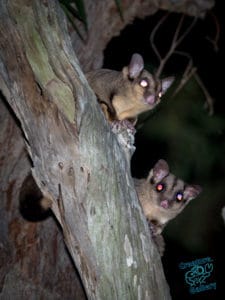 Sugar gliders on tree branch