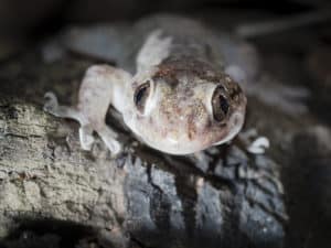 Gecko on tree stump