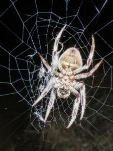 Spider releasing web from its spinnerets