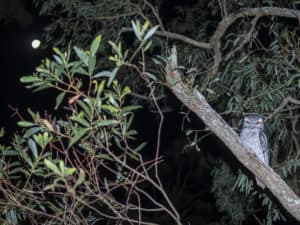 Tawny frogmouth on tree on Mt Cootha in front of full moon