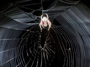 Spider web at face height over Mt Cootha path