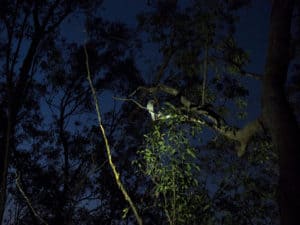 Tawny frogmouth on tree on Mt Cootha