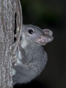 Phascogale eating bugs on a tree on Mt Cootha