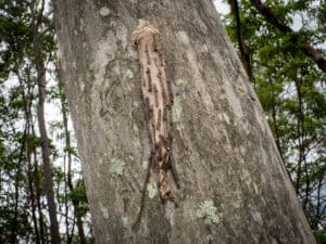 Bag Worm on tree on Mount Cootha (top view)