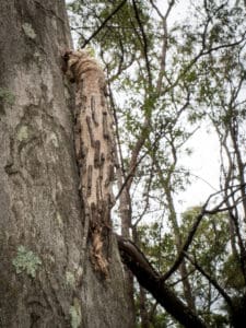 Bag Worm on tree on Mount Cootha (side view)