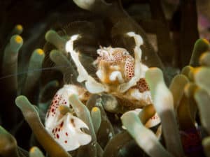 Porcelain crab with gills open