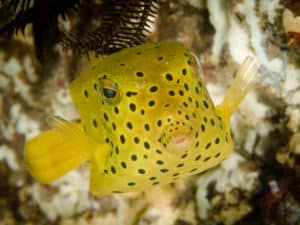 Box Fish in the Nursery at Julian Rocks