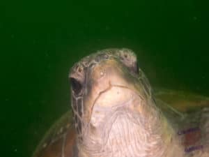Turtle agrees that the visibility is poor