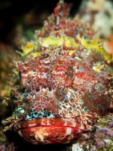 Scorpionfish with angry facial expression