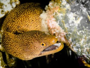 Yellow eel at Julian Rocks