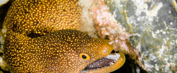 Yellow eel at Julian Rocks