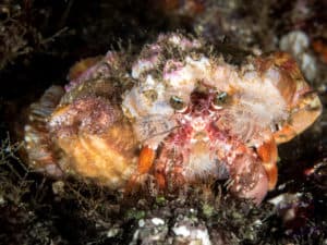 Hermit crab with anenomes