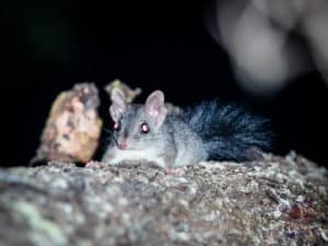 Phascogale on Mount Cootha